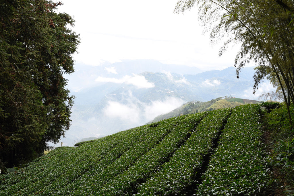 Teeseminar II Schwerpunkt Formosa Oolong und sein Produktionsprozess